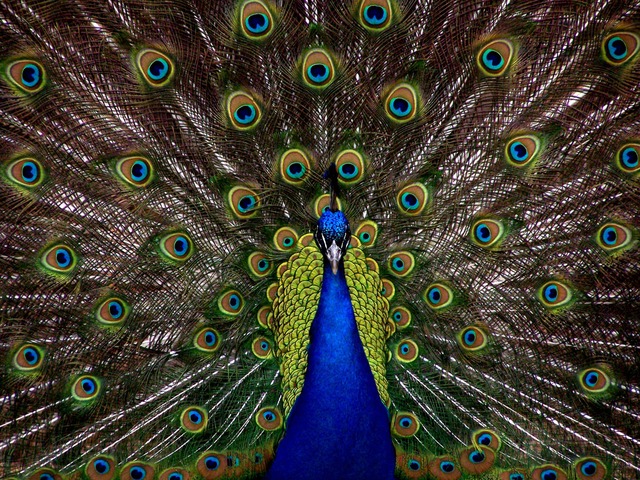 peacock-1868_640